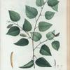Betula excelsa = Bouleau élevé. [Yellow birch]