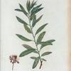 Rhodora Canadensis = Rhodore de Canada. [Rhododendron]