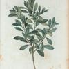 Prinos glaber = Apalanche glabre. [Inkberry or Gallberry].