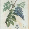Glycine frutescens = Glyciné arbrisseau. [Kidney bean tree]