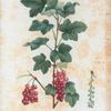 Ribes rubrum = Groseiller rouge. [Garden red currant]