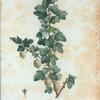 Ribes uva-crispa = Groseiller à maquereau. [Gooseberry bush]
