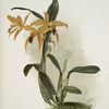 Lælio-cattleya (hybrida) phoebe.