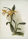 Lælio-cattleya (hybrida) phoebe.