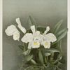 Cattleya trianæ alba.