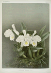 Cattleya trianæ alba.