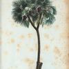 Phoenix dactylifera = Palmier-Dattier. [Date palm]
