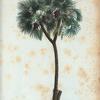 Phoenix dactylifera = Palmier-Dattier. [Date palm]