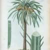 Phoenix Dactylifera = Palmier-Dattier. [Date palm]