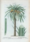 Phoenix Dactylifera = Palmier-Dattier. [Date palm]