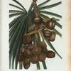 Cluster of date palms.