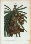 Cluster of date palms.