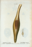 Phonex Dactylifera = Dattier Commun. [La Spathe envoyé par Mr. Martin de St. Tropez est déposée au Museum d'Hist. Natlle.]