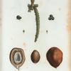 The inner and outer parts of dates.