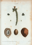 The inner and outer parts of dates.