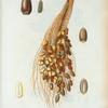 Phenix Dactylifera = Dattier Commun. [Shows the engraving of a cluster of date palms from the Museum d'Histre. Natle.]