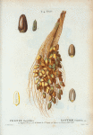 Phenix Dactylifera = Dattier Commun. [Shows the engraving of a cluster of date palms from the Museum d'Histre. Natle.]