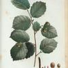 Corylus avellana + Coudrier noisettier. [Cobnut or Hazelnut]