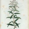 Verbena truphylla = Verveine à trois feuilles.