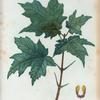 Acer saccharinum = Erable à sucre. [Sugar Maple or Rock Maple]