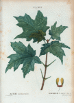 Acer saccharinum = Erable à sucre. [Sugar Maple or Rock Maple]