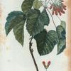 Acer Tartaricum = Erable de Tartaric. [Tartarian Maple]