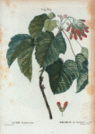 Acer Tartaricum = Erable de Tartaric. [Tartarian Maple]