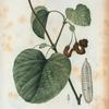 Aristolochia sipho = Aristoloche syphon. [Dutchman's pipe or Broad-leaved Birthwort]