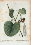 Aristolochia sipho = Aristoloche syphon. [Dutchman's pipe or Broad-leaved Birthwort]