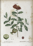 Punica granatum = Grenadier commun.
