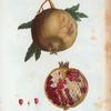 Punica granatum = Grenadier à fruits doux. [Inside part of ripe pomegranate]