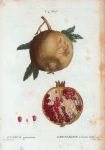 Punica granatum = Grenadier à fruits doux. [Inside part of ripe pomegranate]