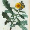 Sonchus fruticosus +n Laitron arbrisseau. [Sow thistle]