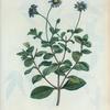 Cineraria amelloïdes = Cinéraire à fleurs bleues. [Blue-flowered Cinerariaor Cape Aster]