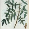 Fraxinus excelsior = Frène élevé. [European ash]