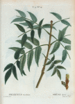 Fraxinus excelsior = Frène élevé. [European ash]