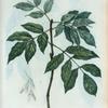 Fraxinus ornus = Frêne à fleurs. [Manna ash or Flowering ash]
