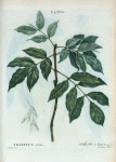 Fraxinus ornus = Frêne à fleurs. [Manna ash or Flowering ash]