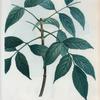 Fraximnus juglandifolia = Fréne à flles. de Noyer. [White ash]