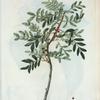 Pistacia lentiscus = Pistachier lentisque. [Mediterranean mastic tree which bears pistachio]