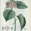 Volkameria fragrans = Volkamier odorant. [Chinese Glory Bower]