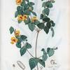 Platilobium formosum = Platilobe élégant. [Flat pea]