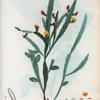 Platilobium scolopendrifolium = Platilobe à feuilles de scolopendre.