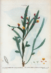 Platilobium scolopendrifolium = Platilobe à feuilles de scolopendre.
