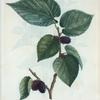 Morus nigra = Murier noir. [Black Mulberry]