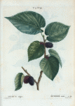 Morus nigra = Murier noir. [Black Mulberry]