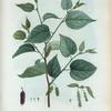 Morus rubra = Murier rouge. [Red Mulberry]