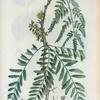 Gleditsia triacanthos = Févier à trois pointes. [Honey-locust]
