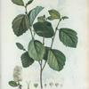Forthergilla Alnifolia = Forthergilla à feuilles d'Aune. [Witch alder?]