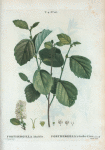 Forthergilla Alnifolia = Forthergilla à feuilles d'Aune. [Witch alder?]